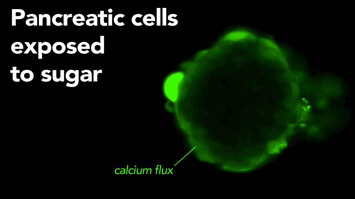 Calcium fluxes in pancreatic cells