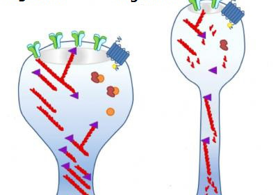 Synapses are shown in this diagram with (Fig 1) and without (Fig 2) MK2/3.  Credit: University of Warwick.