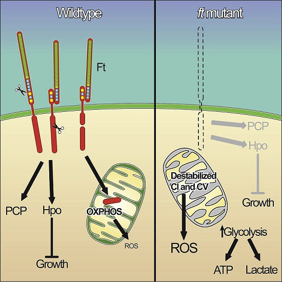 In normal cells, such as the image on the left, a piece of the Fat protein is processed and delivered into the mitochondria where it influences the energy status of the cell. In mutated cells, this particular component is missing, causing the energy generating pipeline inside mitochondria to become destabilized, and leading to loss of energy production.  Credit:  Dr. Helen McNeill, Lunenfeld-Tanenbaum Research Institute.