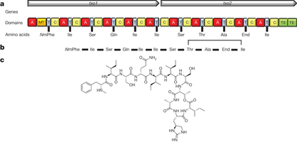 The structure of teixobactin and the predicted biosynthetic gene cluster.