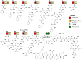 Hypothetical biosynthesis pathway of teixobactin.