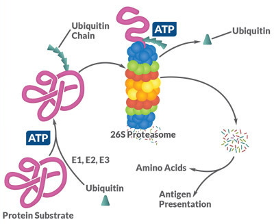 das Ubiquitin-Proteasom-System