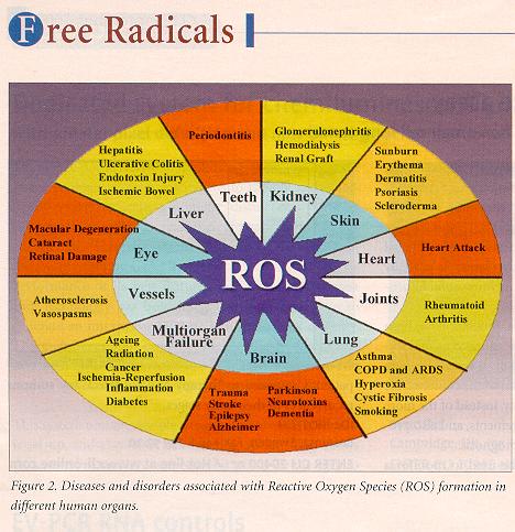 Main products of free radical damage